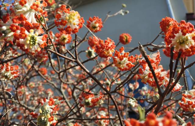 春の東京散歩 道端や軒先で見かけるあの花の名前 知ってる ガジェット通信 Getnews