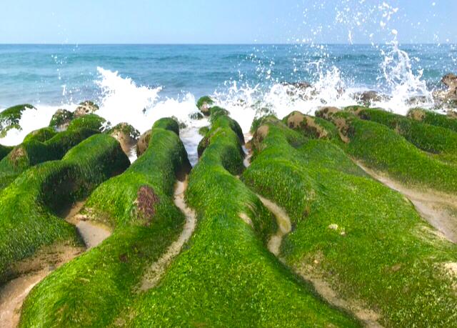 台湾北海岸の春限定!フォトジェニックな緑色の海岸線