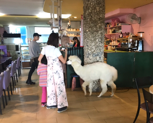 【台湾 台北】もっふもふ！真っ白アルパカと遊べるカフェ！