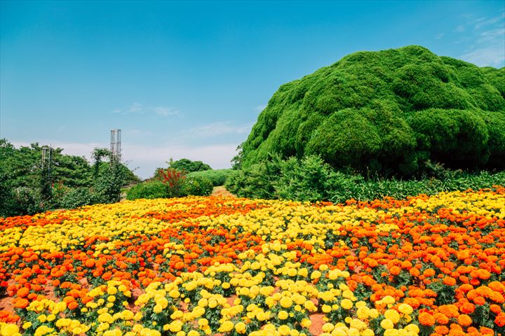 海沿いの花畑が美しい癒しの島 福岡から気軽に行ける 能古島 Tabizine 人生に旅心を