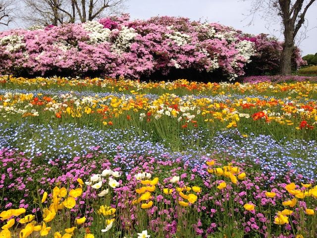 日本の島特集　福岡が誇る花の都！アクセス良好海沿いの花畑が美しい能古島