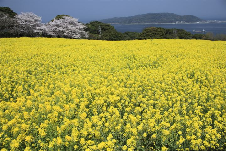 日本の島特集　福岡が誇る花の都！アクセス良好海沿いの花畑が美しい能古島