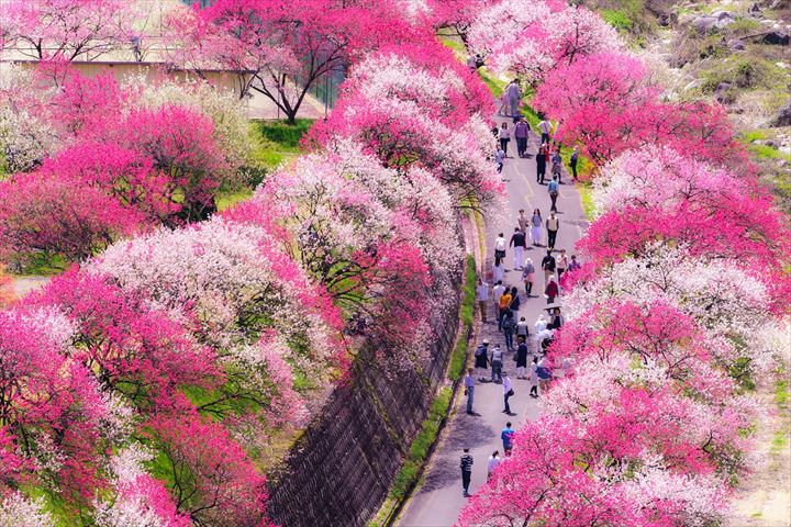 一面がピンクに染まる、日本一の桃源郷 花桃の里で花桃まつり【長野県阿智村】