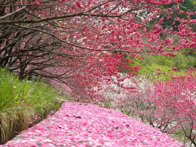 一面ピンクに染まる 日本一の桃源郷 花桃の里で花桃まつり 長野県阿智村 Tabizine 人生に旅心を