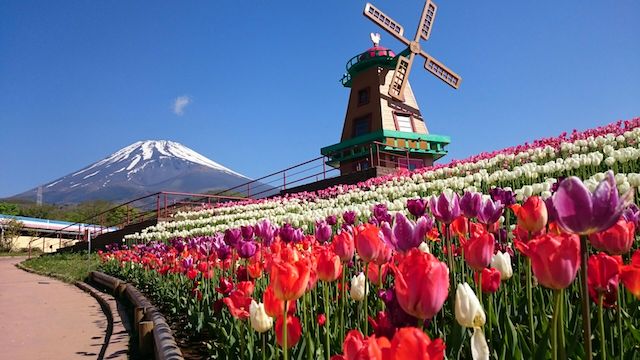 富士山とチューリップの絶景！「２０１８天空のチューリップ祭り」グルメ屋台も