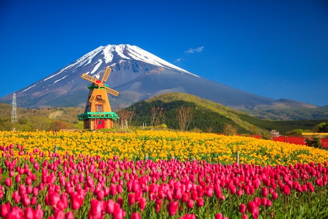 富士山とチューリップの絶景！「２０１８天空のチューリップ祭り」グルメ屋台も