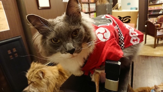 秋葉原のネコカフェで神田祭にちなみ猫たちがハッピ姿でお出迎え！