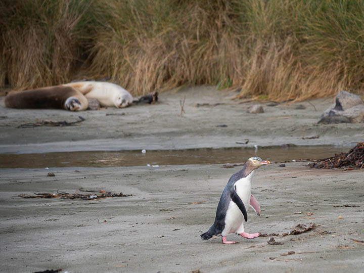 不思議な丸い石の秘密と孤高のペンギン！オットセイにアホウドリも。NZの大自然満喫。