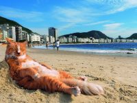 世界中の味あるネコに癒される夏。写真展「岩合光昭の世界のネコ歩き2」