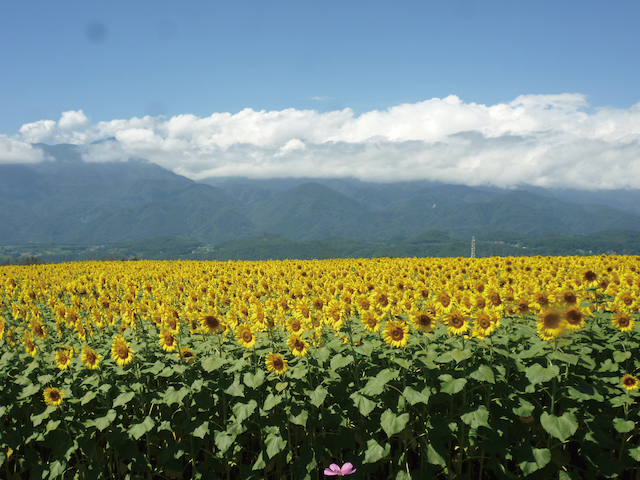 見るだけでも夏休み気分！？この夏行きたい絶景ランキングTOP１０