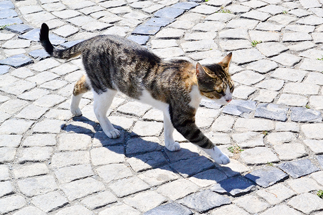 歩けば猫に当たる？トルコはいたるところに猫がいっぱいの猫の国