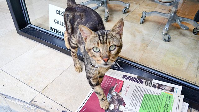 猫の国トルコ イスタンブールやリゾート地で出会った猫ちゃん３３匹 Tabizine 人生に旅心を