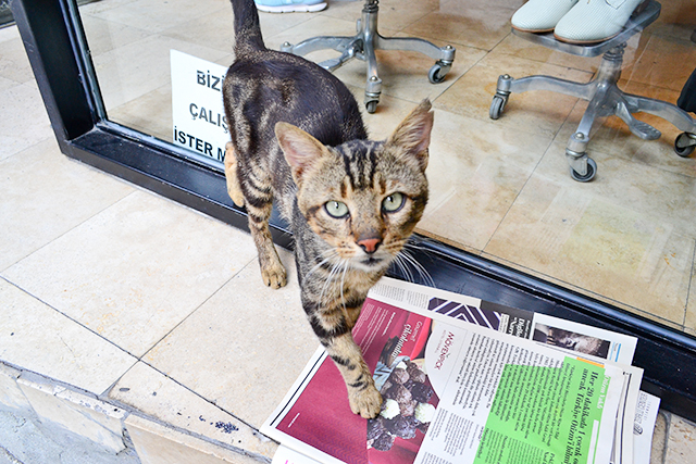 猫の国トルコ イスタンブールやリゾート地で出会った猫ちゃん３３匹 Tabizine 人生に旅心を