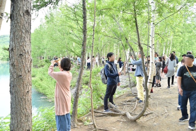 一躍世界的な観光地に！【北海道の美瑛】白金青い池はお手軽な観光スポット