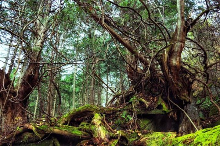 もう一度行きたいあの場所＜３＞大自然の美しさに息をのむ。長野県諏訪・蓼科