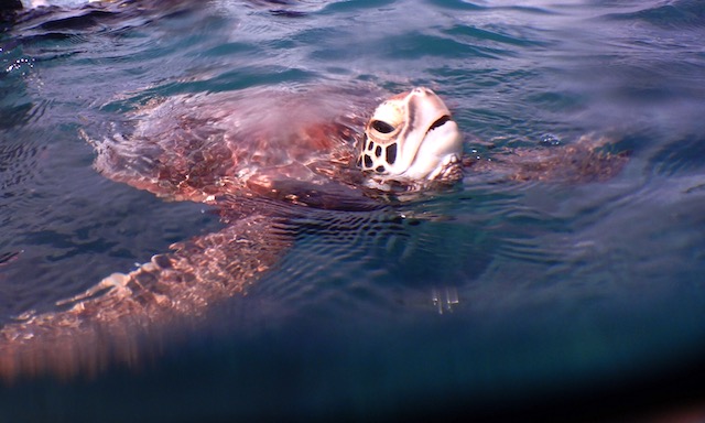 宮古島でウミガメと泳ぐ！ウミガメツアーの選び方とおすすめツアー 【宮古島旅行記２０】