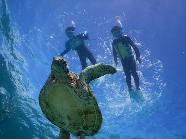 宮古島でウミガメと泳ぐ ウミガメツアーの選び方とおすすめツアー 宮古島旅行記１９ Tabizine 人生に旅心を