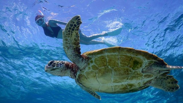 宮古島でウミガメと泳ぐ！ウミガメツアーの選び方とおすすめツアー