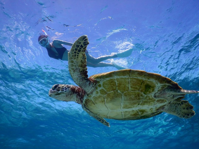 宮古島でウミガメと泳ぐ！ウミガメツアーの選び方とおすすめツアー 【宮古島旅行記１９】