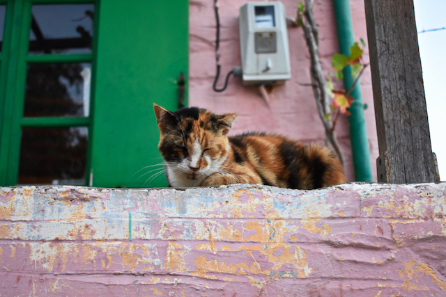夢の仕事 ギリシャの美しい島で５５匹の猫と暮らせる求人が Tabizine 人生に旅心を