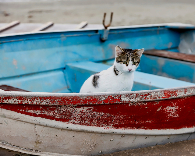【夢の仕事】ギリシャの美しい島で猫と暮らせる求人が！