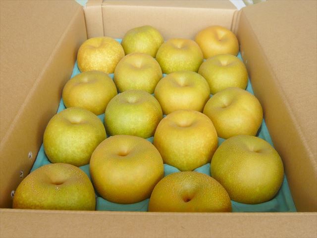 秋のフルーツ「梨狩り」を国内収穫量最多の千葉県松戸市で楽しもう！