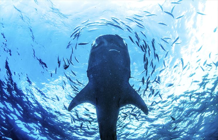 世界一簡単にジンベイザメと一緒に泳ぐ方法！　フィリピン・セブ島「オスロブ」