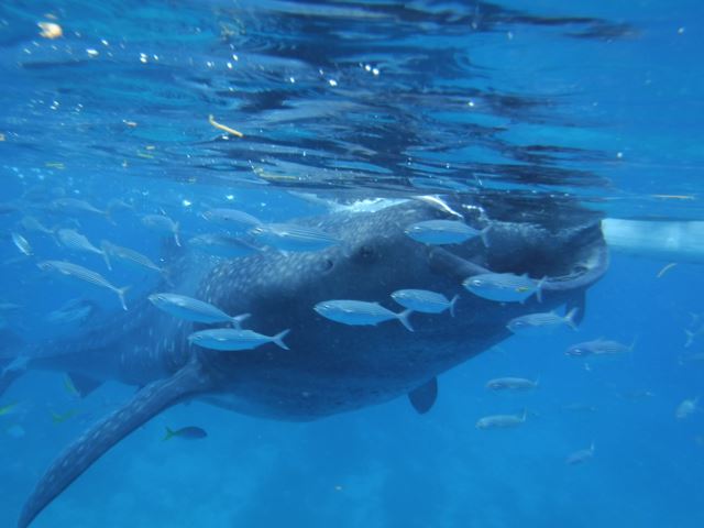 世界一簡単にジンベイザメと一緒に泳ぐ方法！　フィリピン・セブ島「オスロブ」