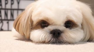 11月1日は”ワンワンワン”の犬の日！可愛いワンコたちの写真がいっぱいの「いぬ休み展」