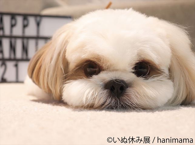 １１月１日は ワンワンワン の犬の日 いぬ休み展 で可愛いワンコ