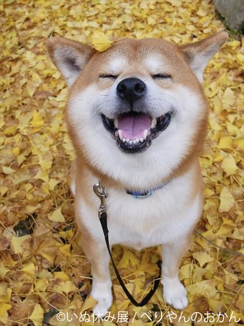 11月1日は”ワンワンワン”の犬の日！可愛いワンコたちの写真がいっぱいの「いぬ休み展」