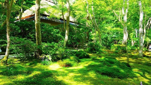 京都嵐山】モフモフ感がたまらない、祇王寺の苔ワールドにようこそ