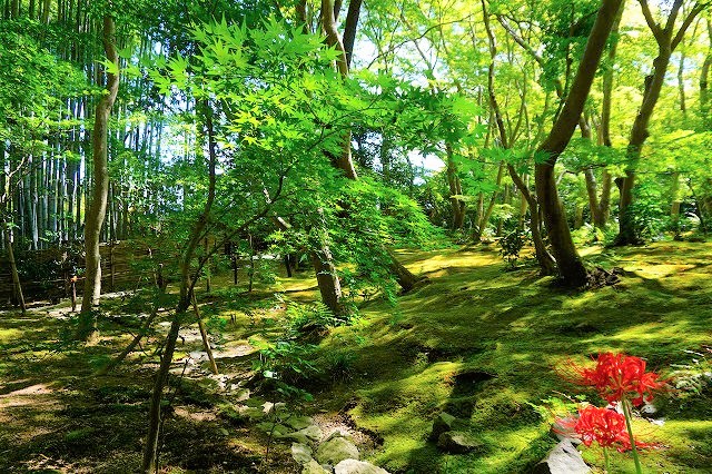【京都嵐山】モフモフ感がたまらない、祇王寺の苔ワールドにようこそ