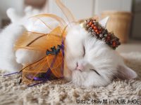 ハロウィン猫も新登場！「ねこ休み展」が大阪で開催　ガンバ大阪とのコラボも