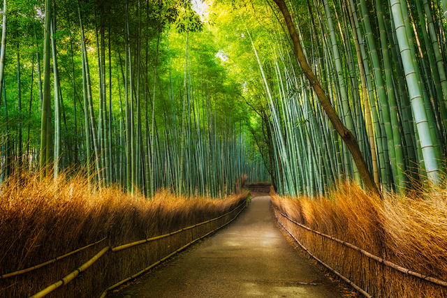京都　嵐山　竹林の小径  