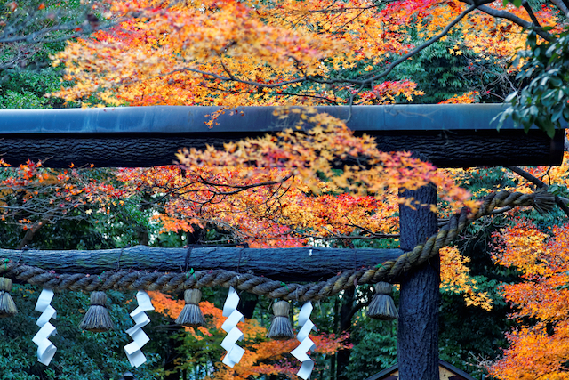 京都嵐山　野宮神社　黒木鳥居