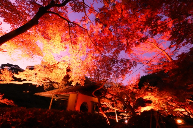 【白金台】TOKYO RED GARDEN AUTUMN FESTIVAL 粋2018