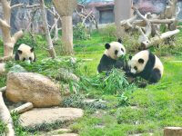 澳門大熊猫館（マカオパンダ館）のパンダ