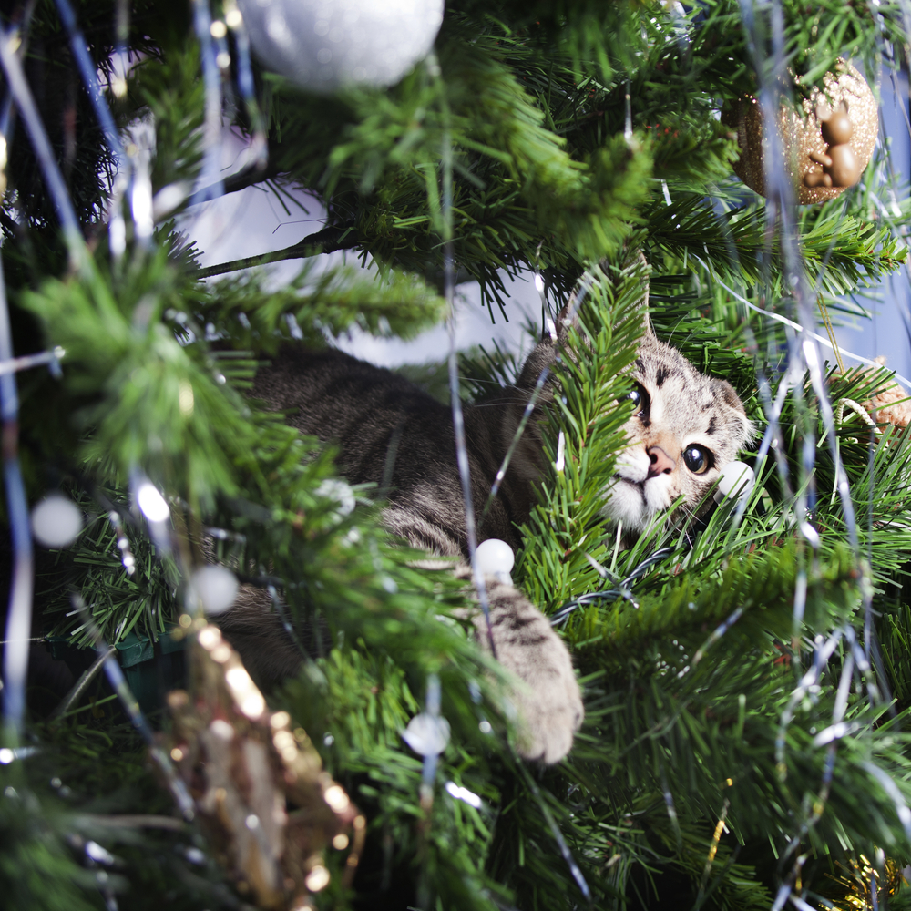 いたずら猫が可愛すぎる 猫はなぜクリスマスツリーが大好きなの Tabizine 人生に旅心を