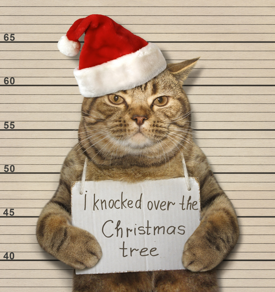 いたずら猫が可愛すぎる 猫はなぜクリスマスツリーが大好きなの Tabizine 人生に旅心を