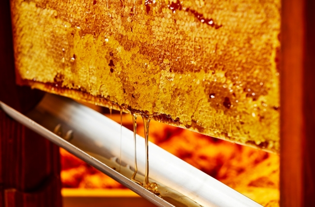 とれたてハチミツの朝食バイキング！国産天然１００％の巣蜜から召し上がれ 【ホテル日航成田】
