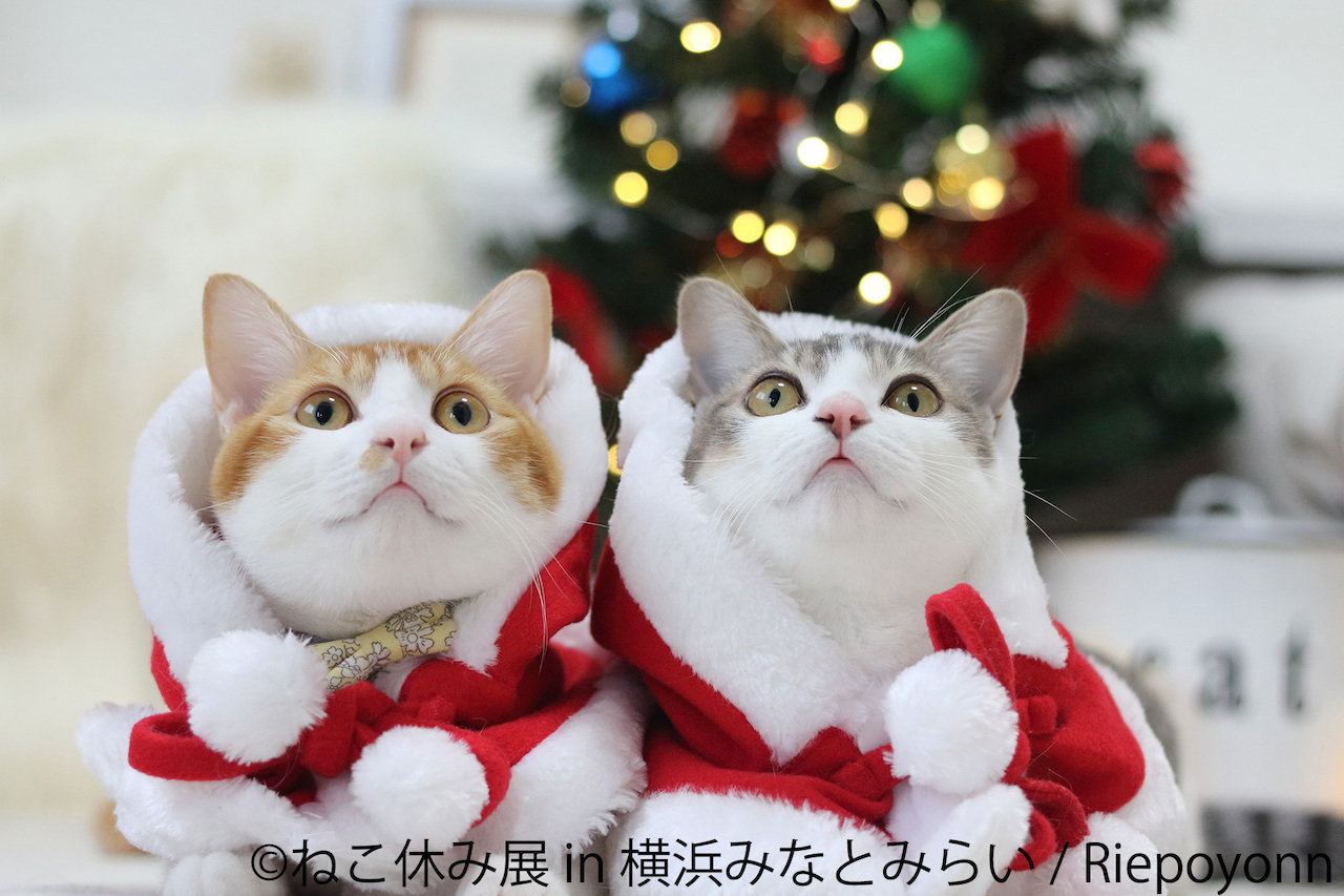 猫ちゃんサンタも集合！横浜「ねこ休み展」で猫まみれになりたい