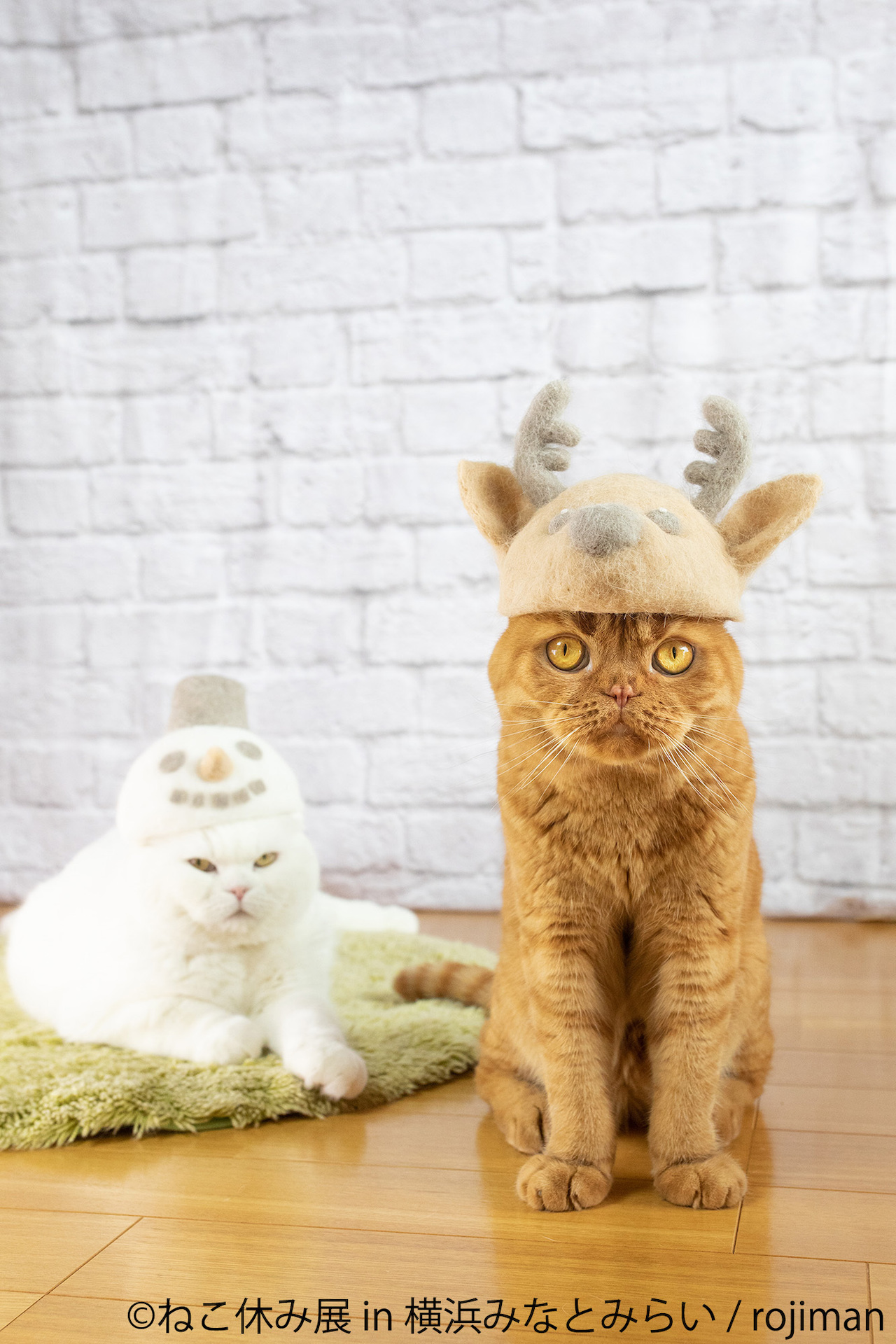 猫ちゃんサンタも集合 横浜 ねこ休み展 で猫まみれになりたい Tabizine 人生に旅心を