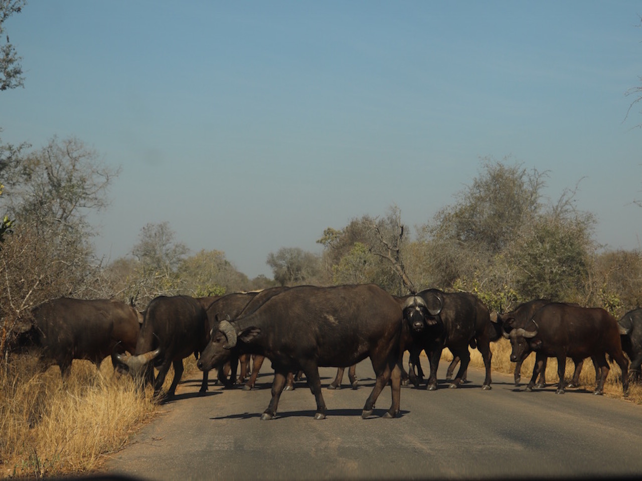 一度は観たい アフリカに行くなら見逃せない Big５ と呼ばれる動物とは Tabizine 人生に旅心を