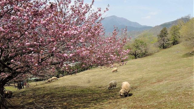 富士山の見える風景 関東の富士見百景 秦野の弘法山公園 Tabizine 人生に旅心を