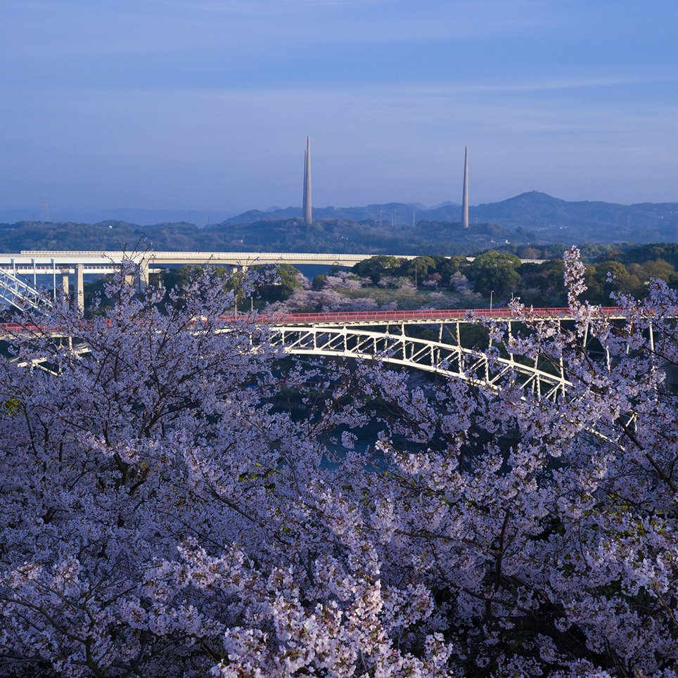 長崎県西海橋公園の桜