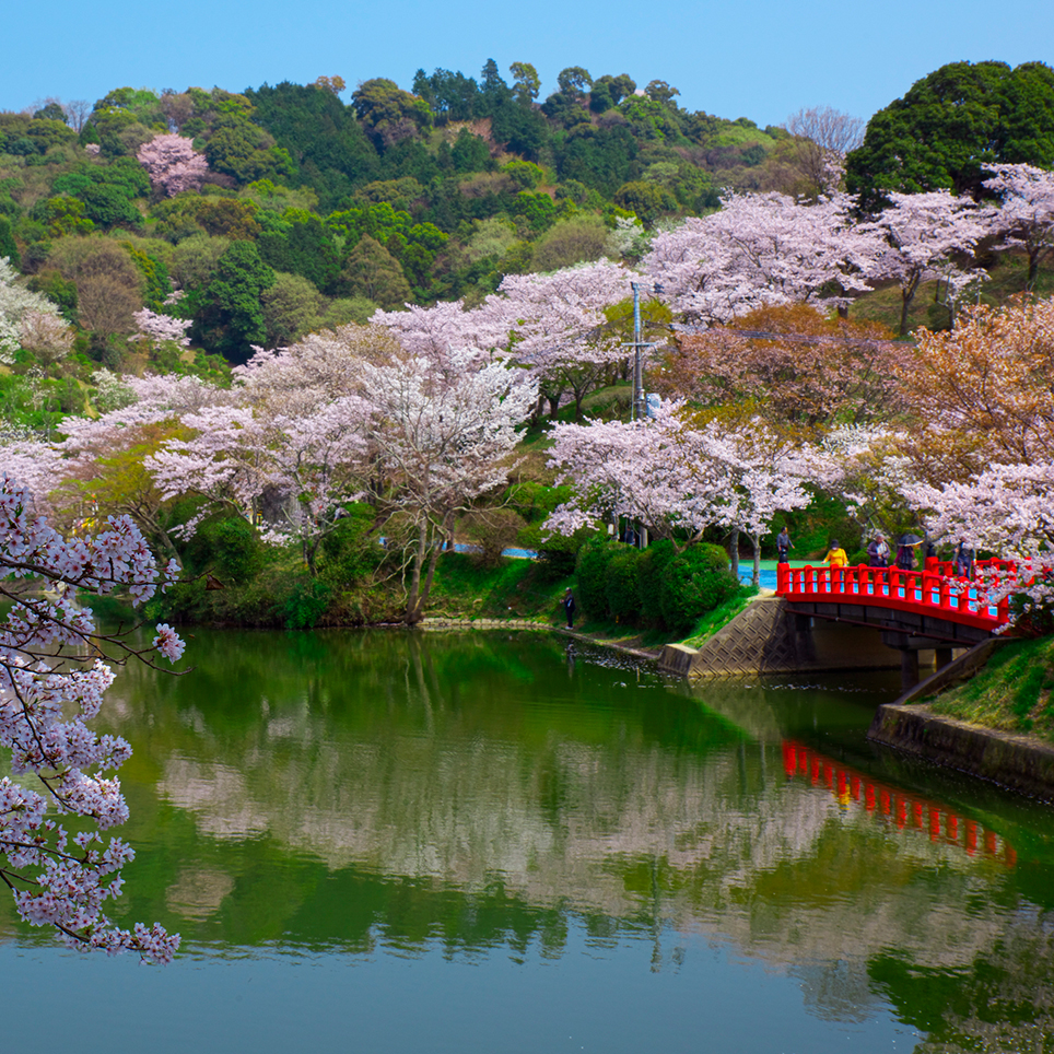 福岡県甘木公園の桜