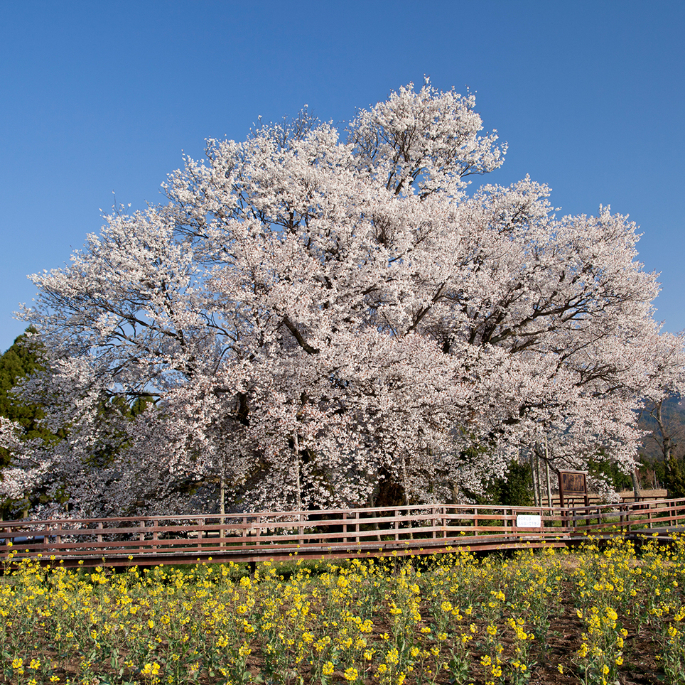 熊本県　一心行の大桜