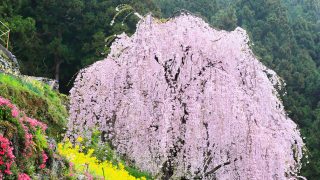 徳島県　川井峠のシダレ桜