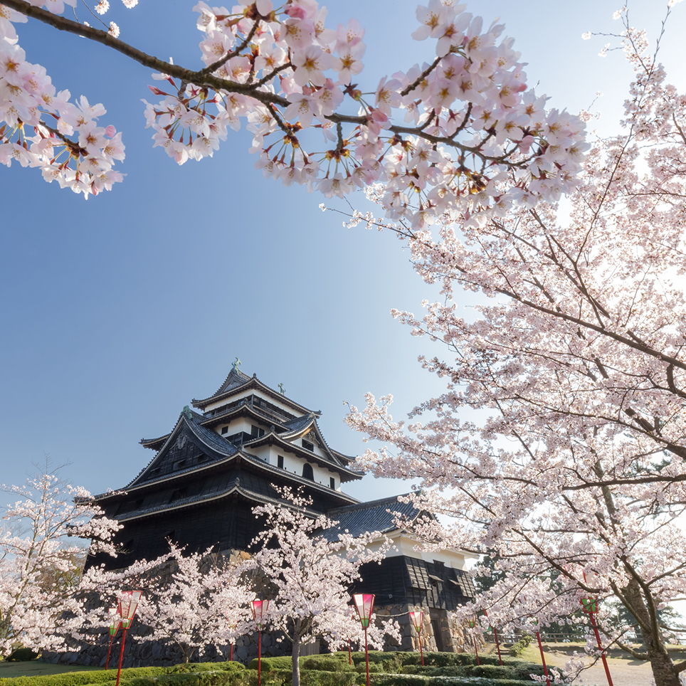 島根県　松江城山公園の桜